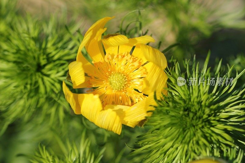 黄野鸡眼(Adonis vernalis)